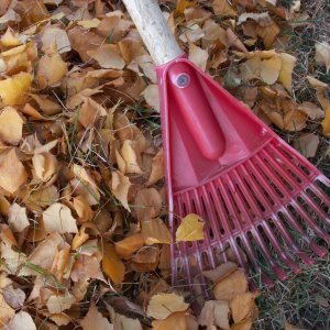 Fallen leaves being cleaned up by P&R Mowing as part of their Spring & Fall Cleanup services in Saint John