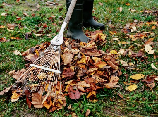 Spring and Fall Cleanup services provided by P&R Mowing